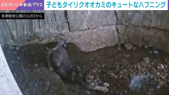 子どもタイリクオオカミ