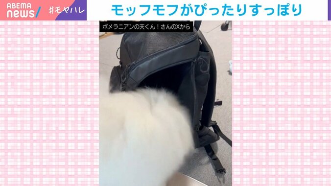 犬の天くん（2歳）