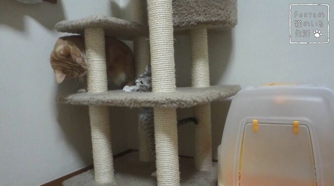 猫「お姉ちゃん遊んでー！」 マンチカン猫姉妹のほっこり日常に密着 5枚目