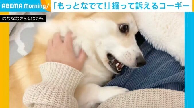 コーギーのあんずちゃん