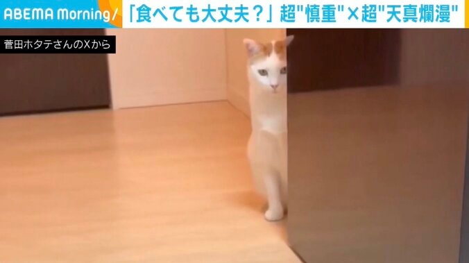 ホタテちゃんと菅田くん