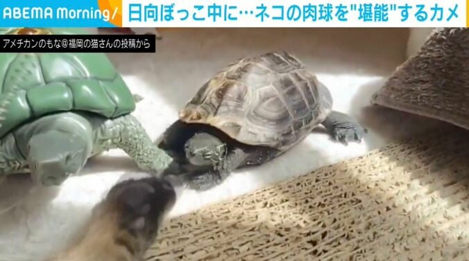 カメの軍曹くんとネコの小雪ちゃん