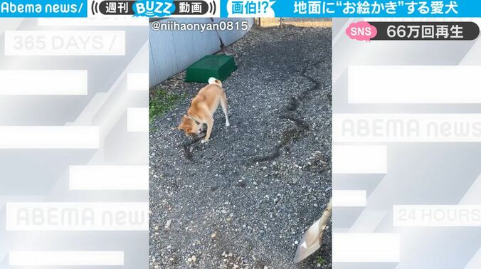 天才あらわる！愛犬が地面に絵を描き始めた… スゴすぎる特技がネット上で話題に 「犬界のピカソ」「はじめて見た」 1枚目