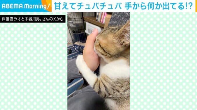 子ネコのラオくん