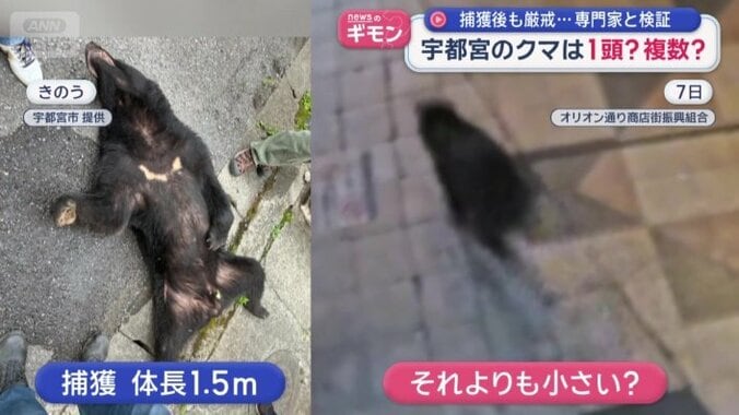 捕獲されたクマより小さいか？