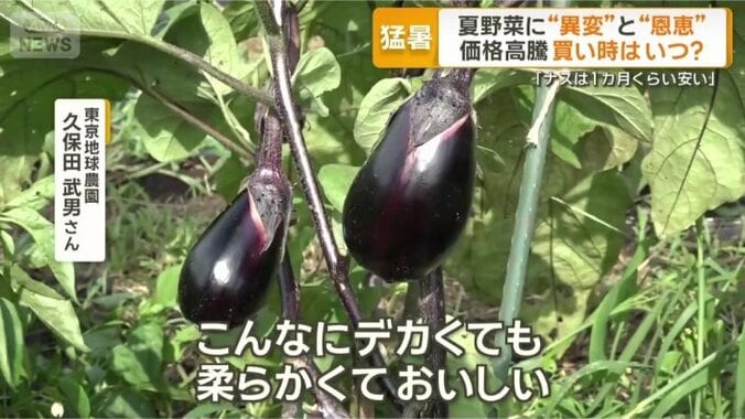 ステーキナス