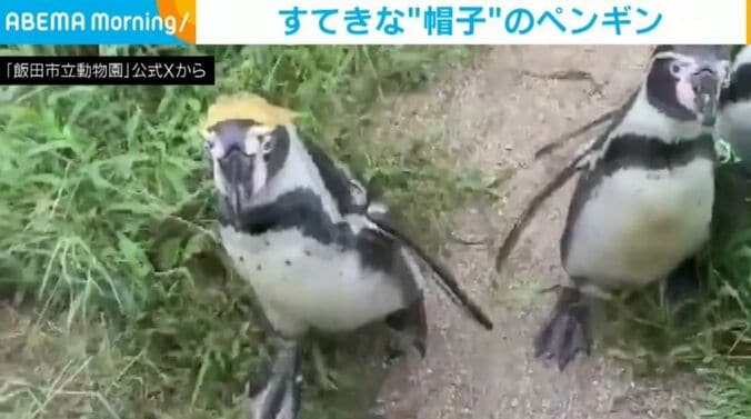 ペンギンの葉くん