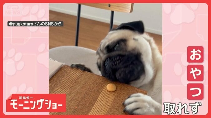 もう少しなのに…届かない！　絶対に口で取りたいワンちゃん　近くて遠いおやつ　 1枚目