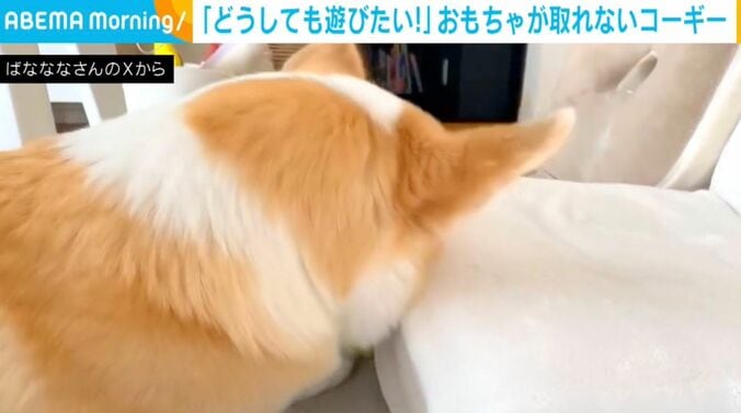 コーギーのあんずちゃん
