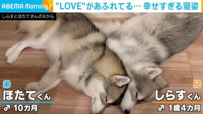 サモスキーの兄弟