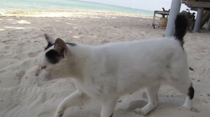 天使さんかな? 沖縄の島々で美猫に遭遇ニャン!「美ら猫」シリーズ連続放送