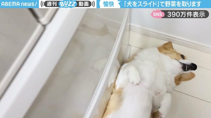 コーギーの「こまちちゃん」