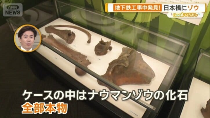 ナウマンゾウの化石