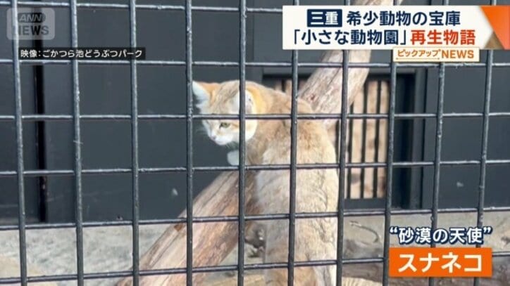 「砂漠の天使」の異名を持つスナネコ