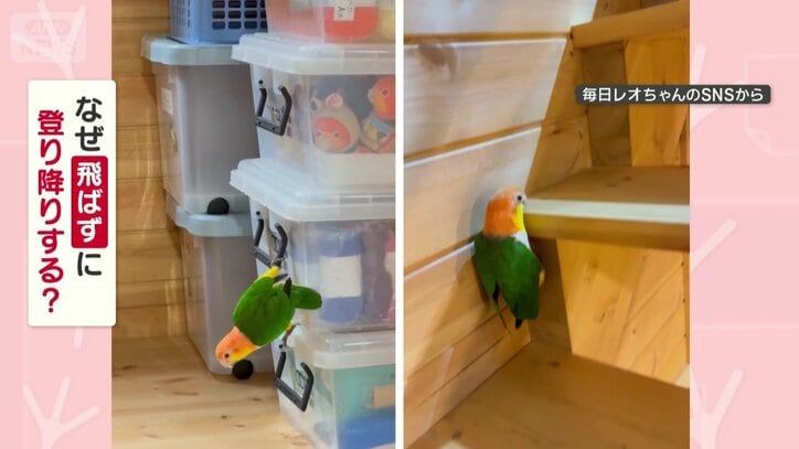 なぜ飛ばずに登り降りする？