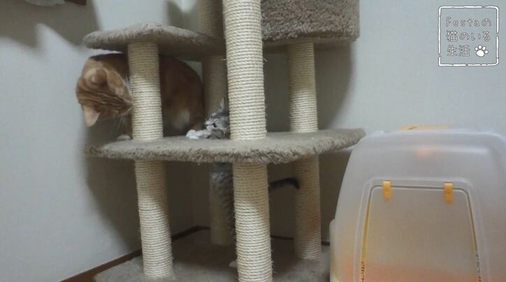 猫「お姉ちゃん遊んでー！」 マンチカン猫姉妹のほっこり日常に密着