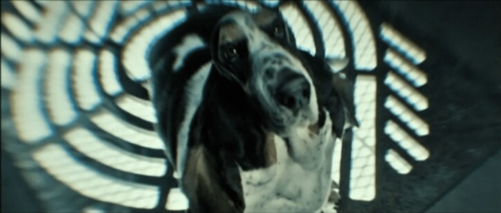 犬好き必見の映画が公開中　かわいらしい瞳と耳のバセット・ハウンドとは？ 5枚目