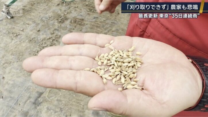 もみ