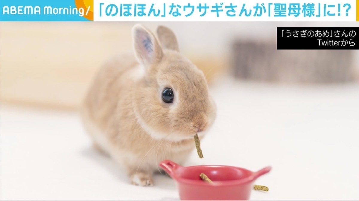 無垢な瞳で天を見上げる様はまさに“聖母” のほほんウサギにメロメロに 