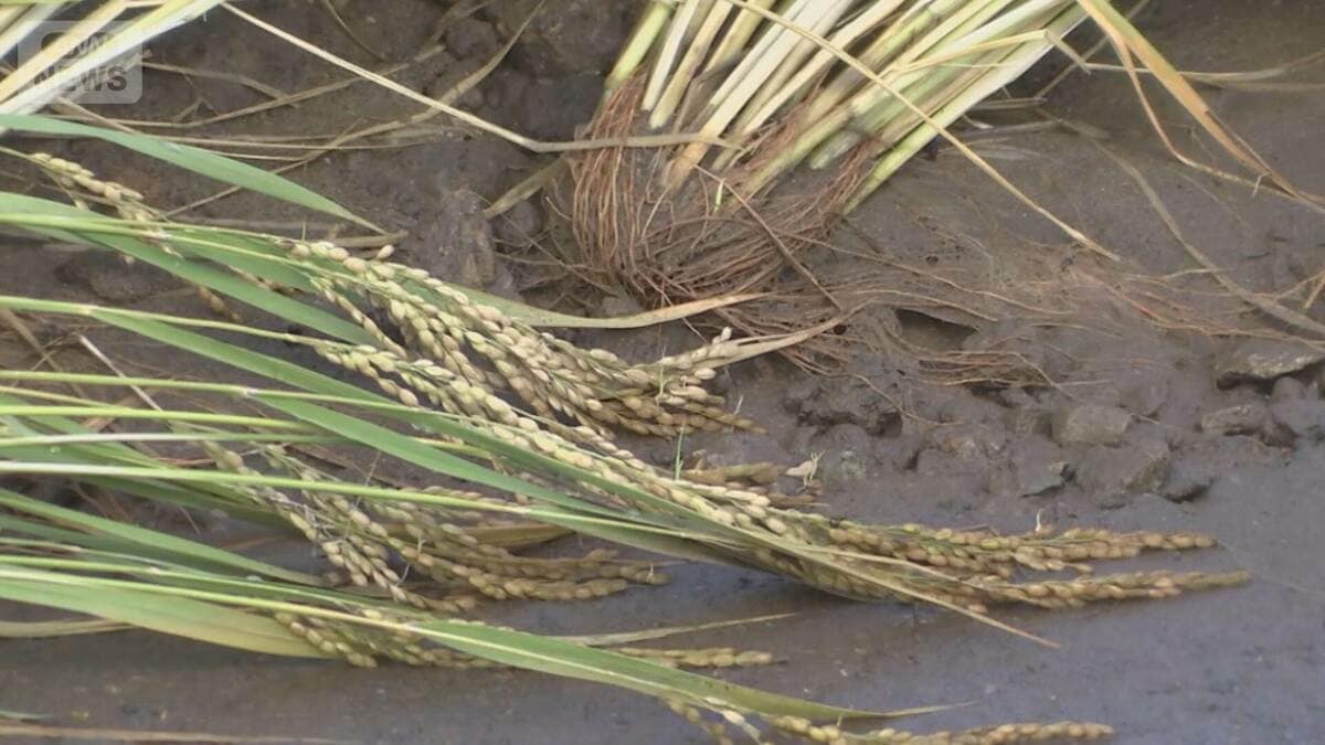 千葉の早場米が出荷できない恐れ 豪雨で収穫直前の稲に被害 鈴木農水