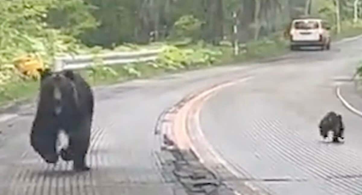 怖すぎる… 親子グマがブチギレ！ 全速力で車に突進してくる衝撃映像