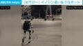 「出ていけー！」イノシシの群れを猛追→華麗な走りで追い払う“人気者ロボット”ミッション成功の瞬間 ポーランド