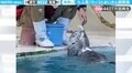 おもちゃにキスしたラッコ→飼育員へパス 愛情あふれる“コンビプレー”に視聴者メロメロ「めちゃくちゃにかわいい」
