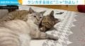 仲良しきょうだい猫の微笑ましい日常…と思いきや“まさかの急展開”に「スッと真顔になるのおもろい」「うちもよくやるｗ」の声