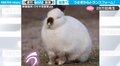 眠る寸前のうさぎが“饅頭”に変身 キュートな一部始終に「お手手ないない」「謎が解き明かされた!」視聴者釘付け