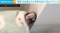 すやすやと眠るインコ “予想斜め上”な場所で横たわる姿に「めっちゃ幸せそう」「合成みたいww」とジワる人続出