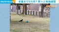 「日本代表にぜひ」くちばしを使って“ドリブル”をするカラスに反響