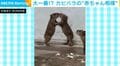 大一番!?カピバラの赤ちゃん相撲に「チューしてる?w」「取り組みを見守ってくれた子も可愛い」など反響