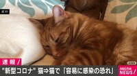 猫→猫「容易にコロナ感染の恐れ」