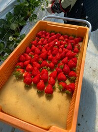 市川海老蔵『思い出』