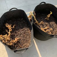 PINKY『家庭菜園・じゃがいも編』