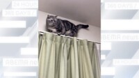 【映像】カーテンレールの上で賢明な判断をする猫