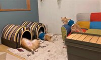 【映像】猫が見せた秀逸なリアクション