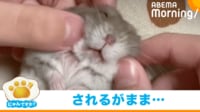 【映像】なされるがまま…ハムスターの無防備な姿