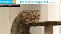 “奇抜な場所で立寝する猫” 顎をのせた先に「どこで寝てんねん!」とツッコミの声も癒される寝顔