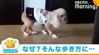 【映像】初めて靴下を履いた犬 何度も飼い主をチラ見してしまう“ぎこちなく歩き方”が話題