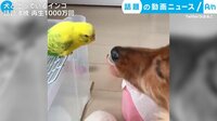 話題の動画ニュース - 犬と思っているインコ 話題沸騰 再生1000万回 (19日配信) | 動画視聴は【Abemaビデオ(AbemaTV)】