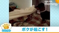 寝ている兄を起こすため布団を一枚ずつはがす犬