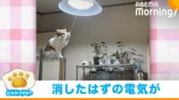 【映像】電気をつけた猫 犯行の決定的瞬間