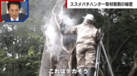 【映像】「制圧するのが気持ちいい」取材殺到“スズメバチハンター”はなぜ人気？　巨大「ハチの巣」駆除シーンに密着