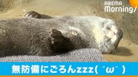 カワウソの豪快な“寝姿”に反響