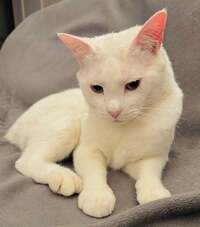 坂上忍『リョーマの予測』