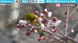 「この子が春を呼んだのか」「早く花見がしたいようです」など反響続々！メジロが梅のつぼみを“こじ開ける”瞬間映像