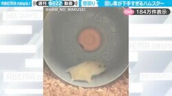 「下手かw 」回し車を回せない…ハムスターの必死な姿に「後ろ足が全然動いてない」「踏ん張ってるおしりかわいいw」と爆笑の声