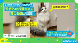 行儀良く座った猫 微笑んでいるかと思いきや“予想外の行動”で「癒される」「縁起物のお猫さま」悶絶の声
