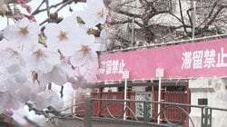桜隠すピンクの幕が名所・目黒川に　「滞留禁止」「一方通行」注意呼びかけ